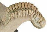 Crotalocephalina, Paralejurus & Reedops Trilobite Association #189984-2